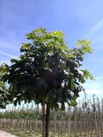 bomenweb - Bomen kopen